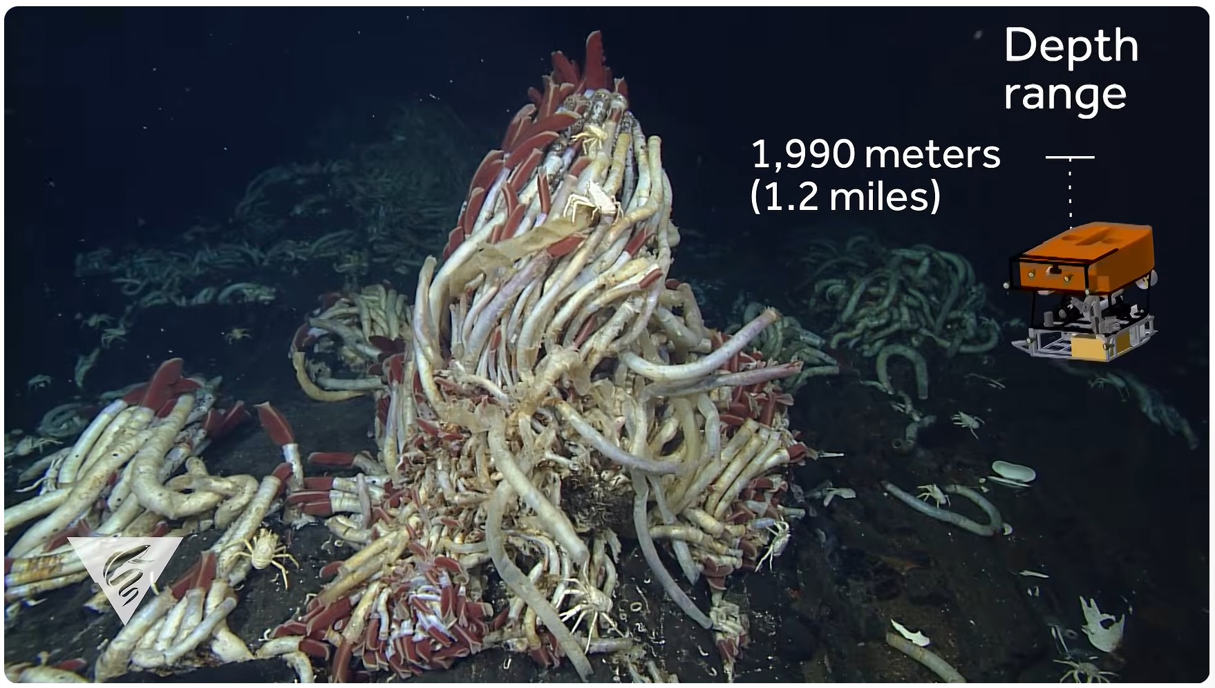Screenshot YouTube video Weird and Wonderful: Giant tubeworms 