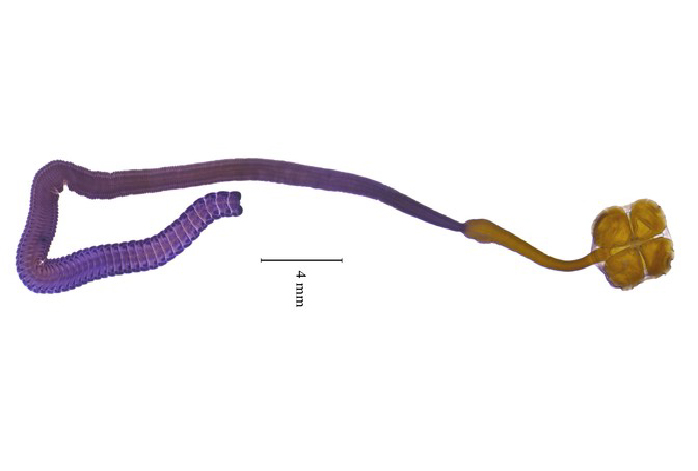 Acanthobothrium goleketen
