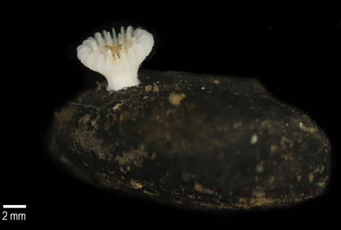 Deltocyathus zoemetallicus