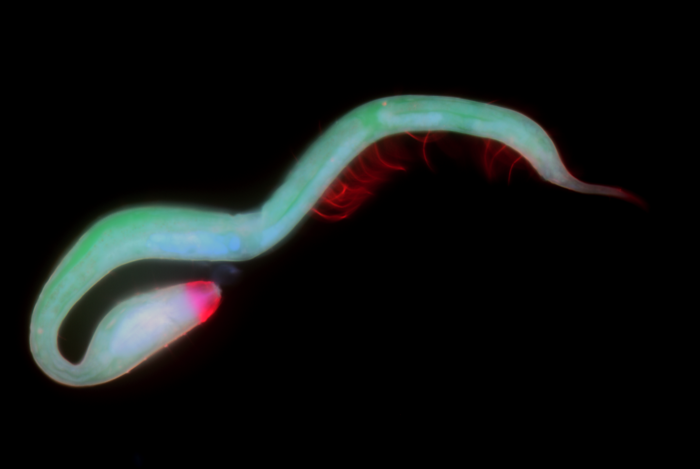 De dragon nematode – Dracograllus miguelitus