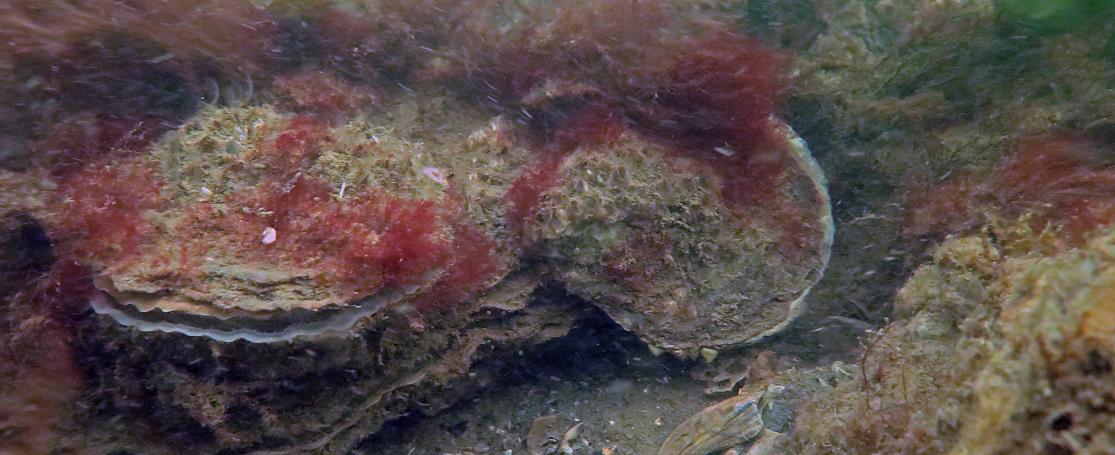 Belgian Flat Oyster Day