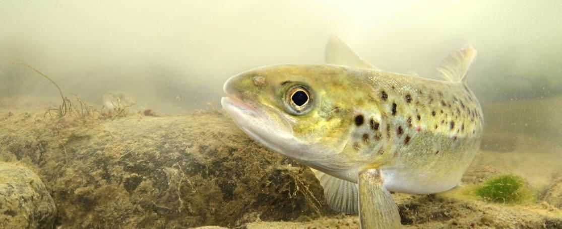 Atlantische zalm in de Belgische Ardennen