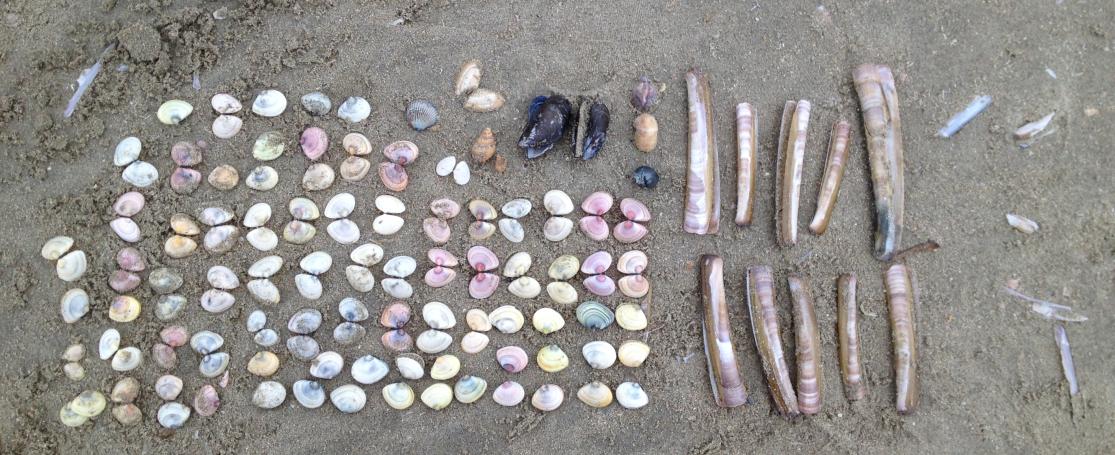 schelpen herkennen basis