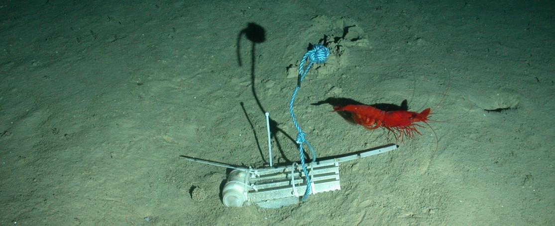 Cerataspis monstrosus in westelijke Indische Oceaan, Tanzania, 1300-1600m diep