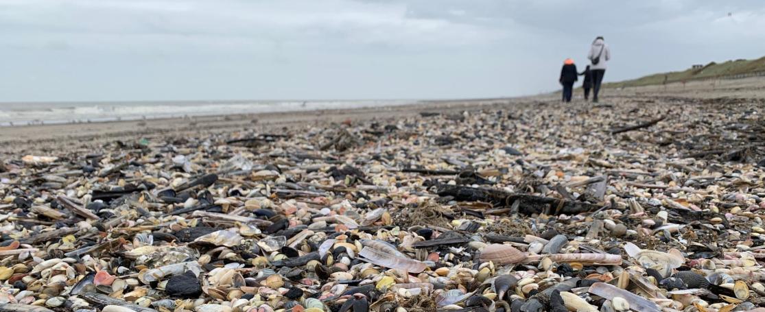 Strandschelpen aangespoeld Oostende oosteroever najaar 2020