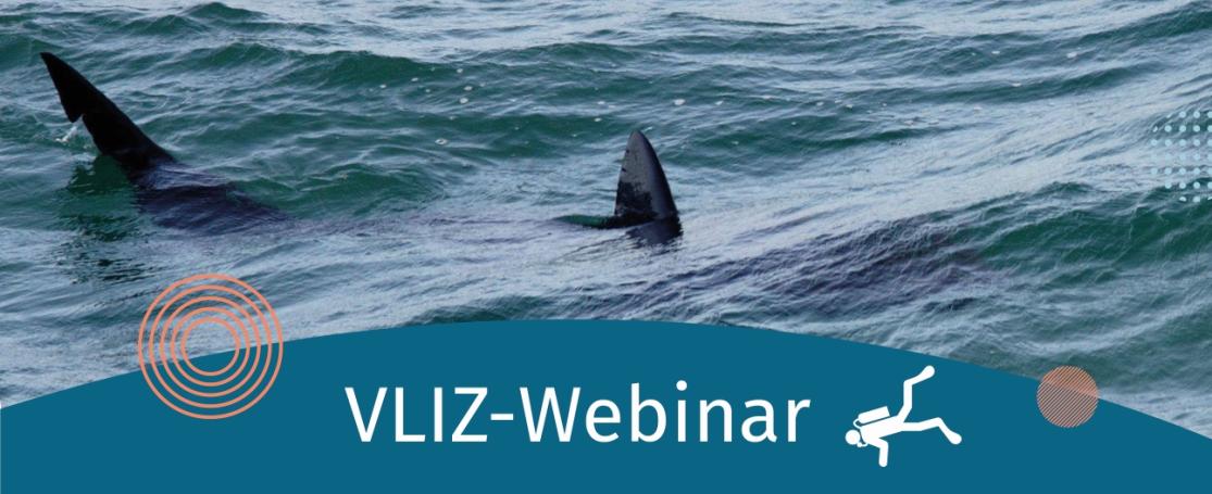 VLIZ-webinar behandelt haaien in de Noordzee