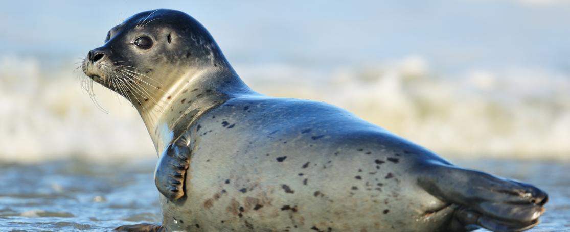 Een gewone zeehond op het strand van Koksijde