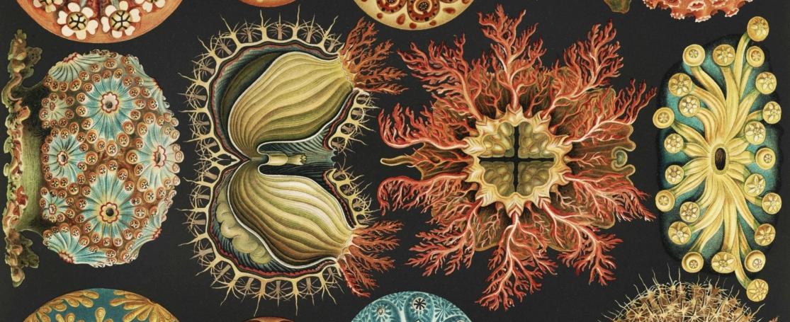 Haeckel Kunstformen der Natur – Ascidiae