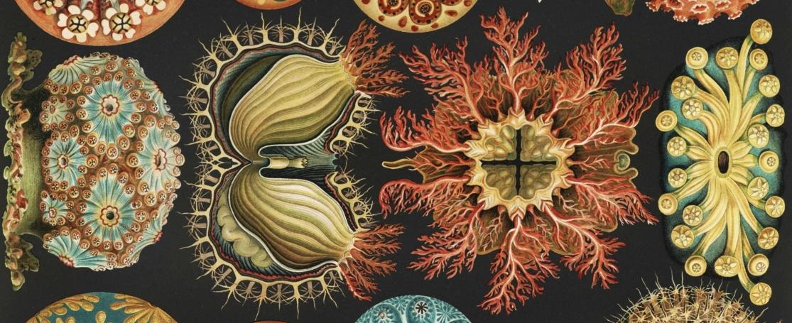 Haeckel Kunstformen der Natur – Ascidiae