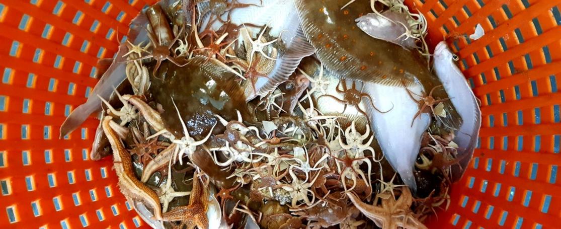 PROBIO vacature screening bioactieve stoffen