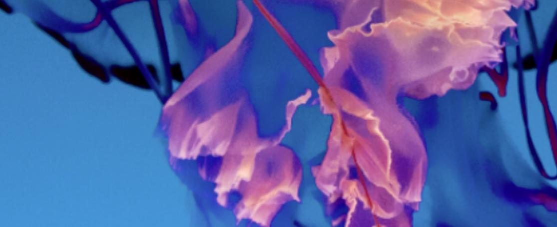 marine carbon sequestration