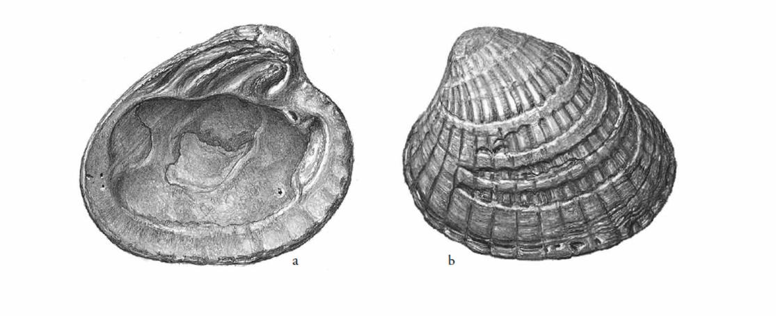Fossiele zwinkokkels