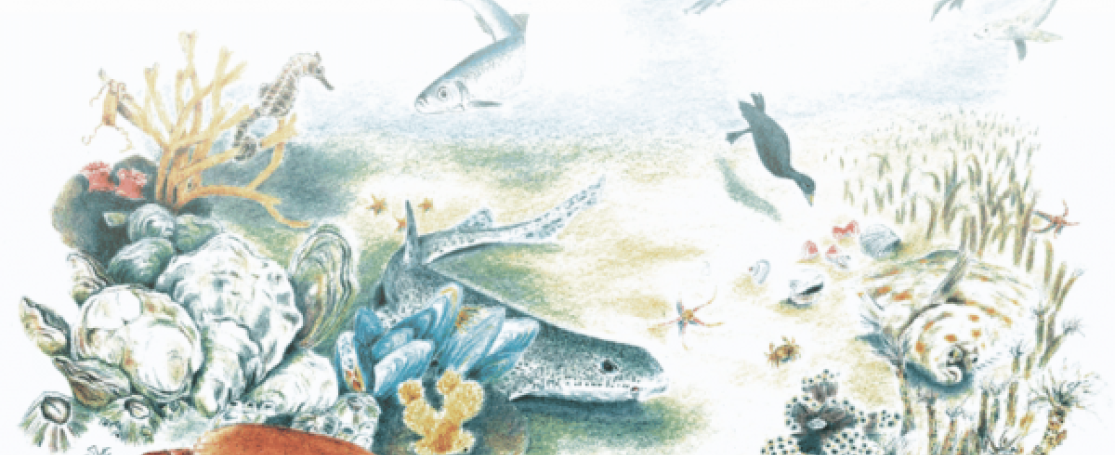 Kick-off event Natuurherstel in het Belgisch dee van de Noordzee