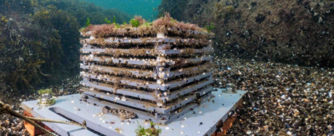 Autonomous Reef Monitoring Structures (ARMS)