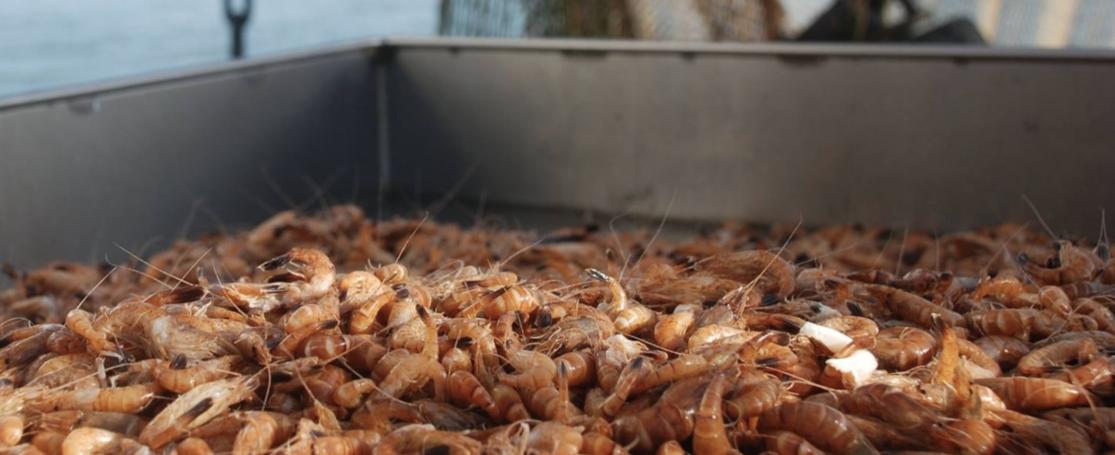 Garnaal vis van het jaar 2022