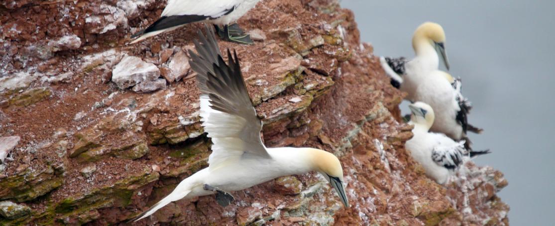 Broedende Jan-van-Gent