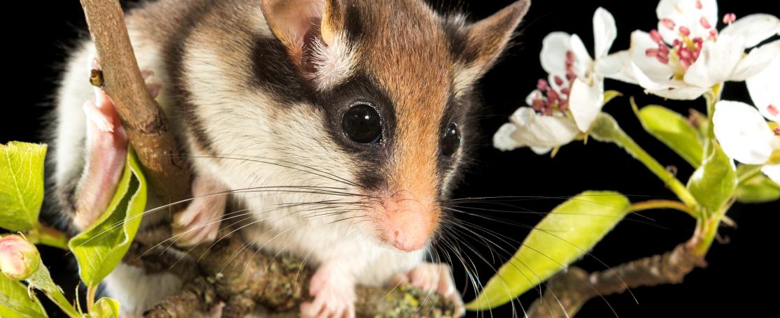 De eikelmuis aan onze kust: een gemaskerde duinenacrobaat