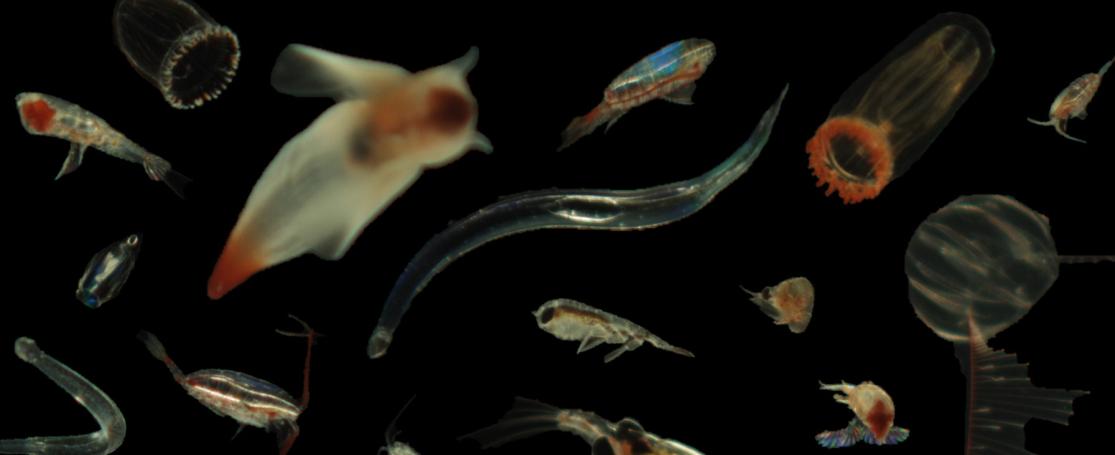 VPR plankton Groenland