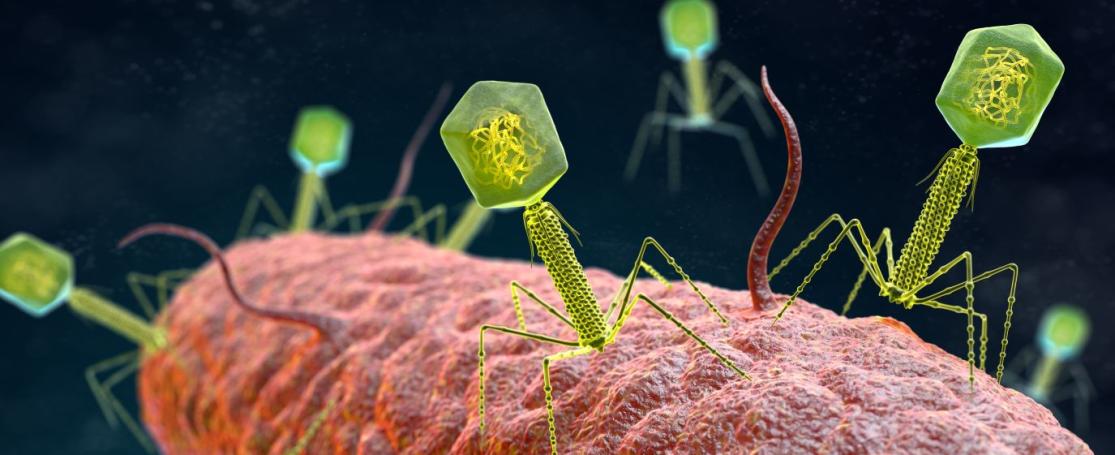Virussen infecteren een bacterie