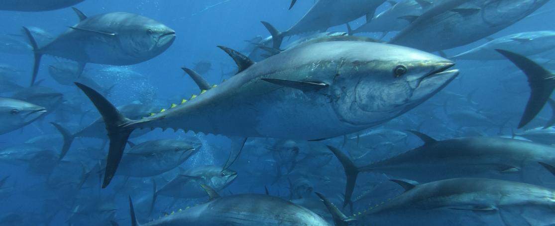 Atlantische blauwvintonijn in de Middellandse Zee