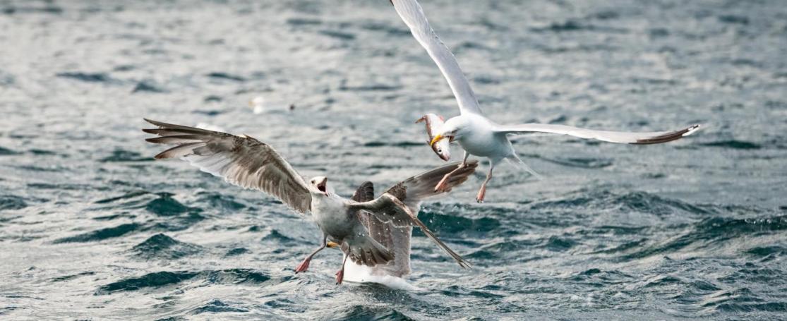 FFO25 | Dag van de Noordzee | De Wilde Noordzee