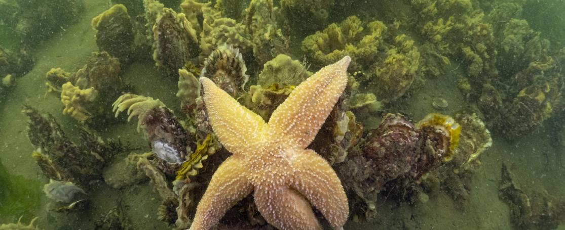 Oesterbank met Japanse oester en gewone zeester