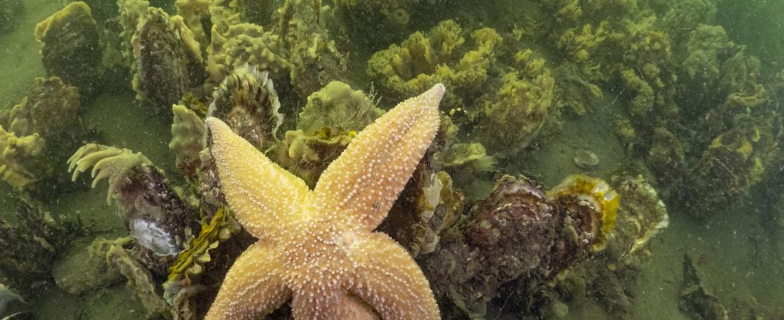 Onderwaterbeeld: rif Japanse oesters met zeester