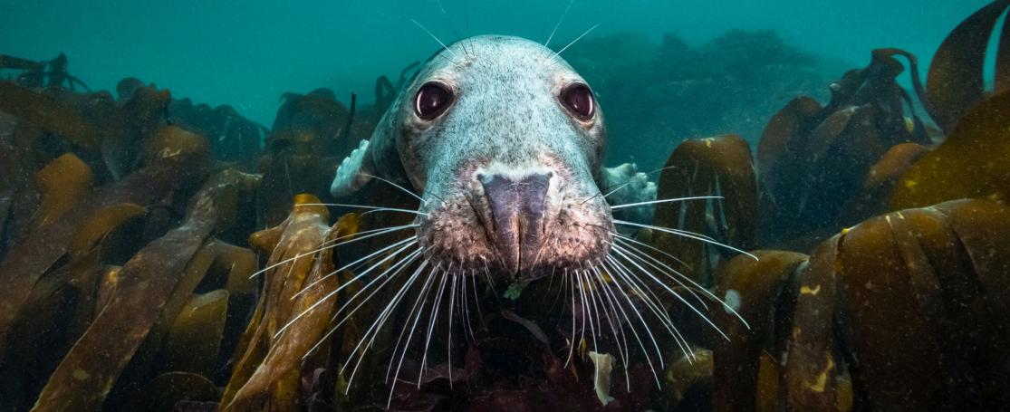 Een wel erg nieuwsgierige grijze zeehond, opduikend uit een kelpwoud