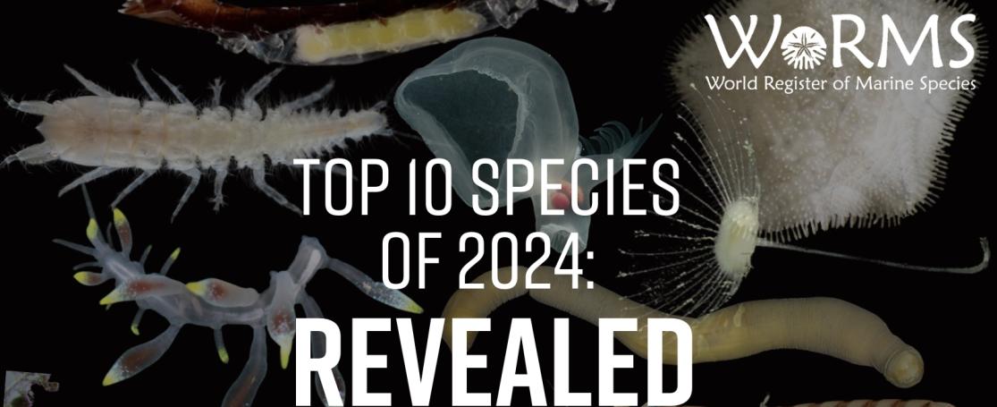 top10 mariene soorten 2024