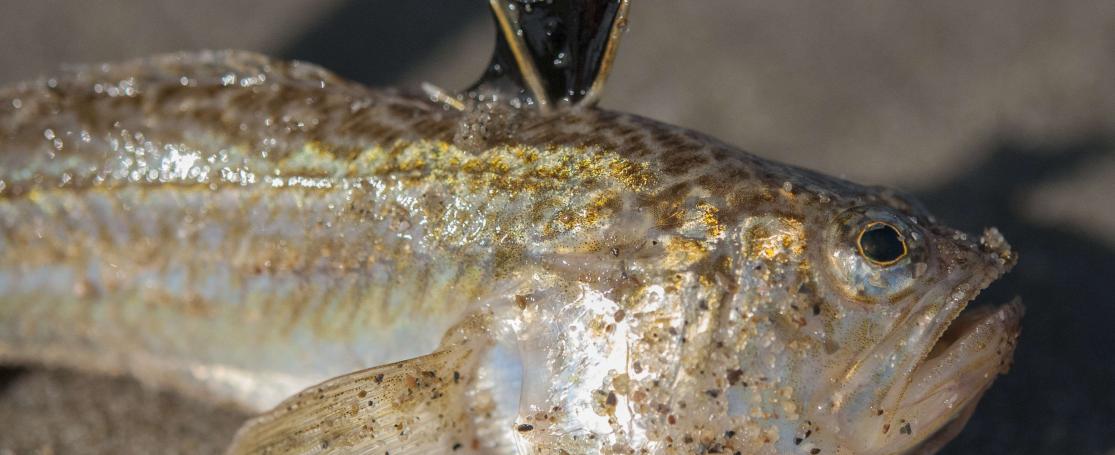 De kleine pieterman op het strand