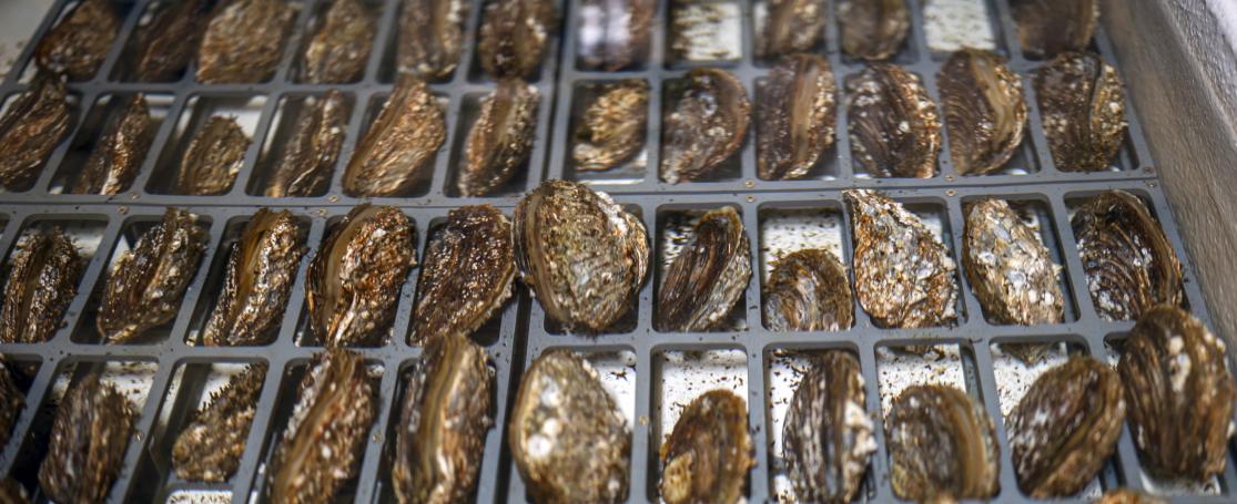 oesterkweek voor natuurherstel