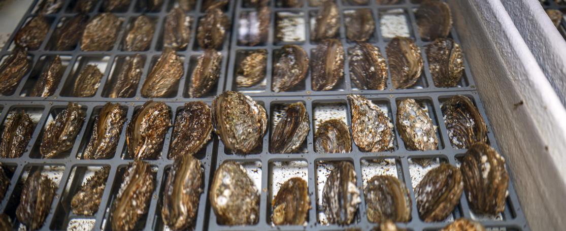 Oesters kweken voor natuurherstel