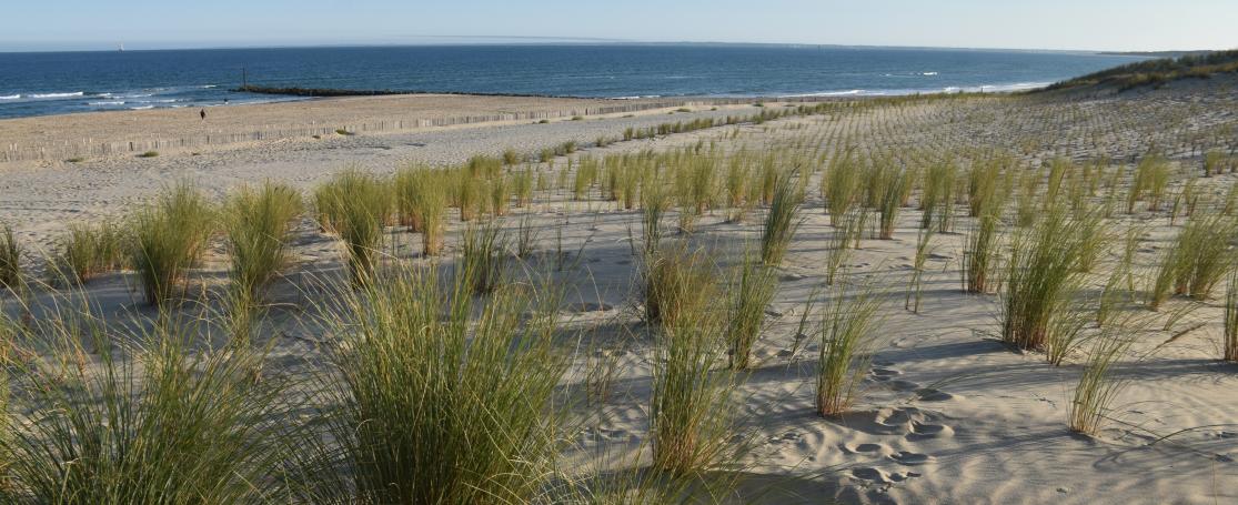 Duinontwikkeling bevorderen door aanplanting helmgras op strand