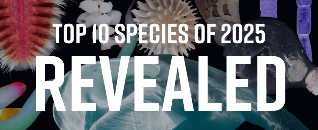 Top-10 mariene soorten 2025