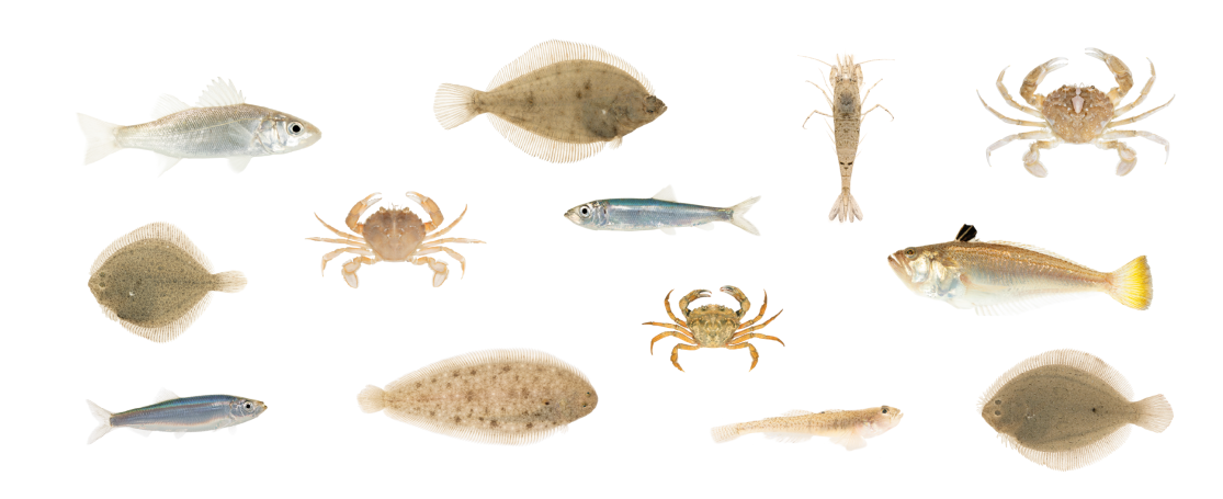 Strandwaterfauna op Belgsiche stranden