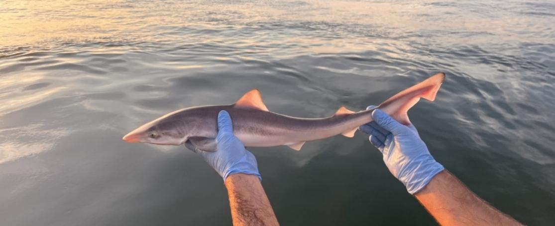 Jonge ruwe haai gevangen voor Belgische kust