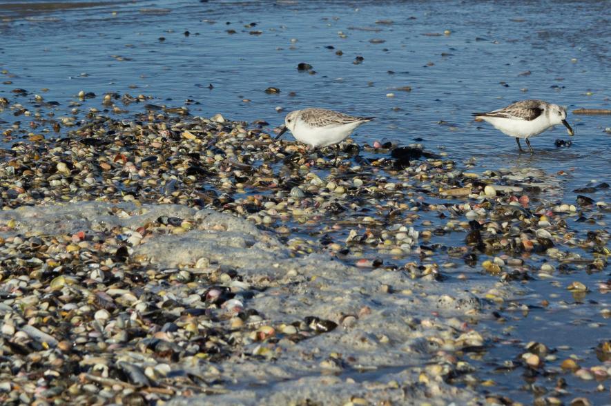 Drieteenstrandlopers eten levend aangespoelde nonnetjes