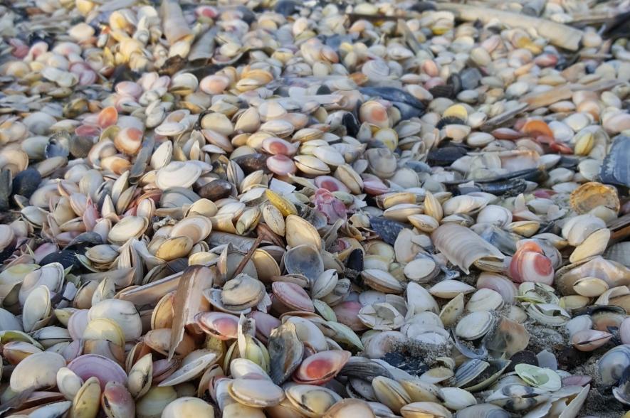 Massale stranding nonnetjes Oostende oosteroever voorjaar 2021