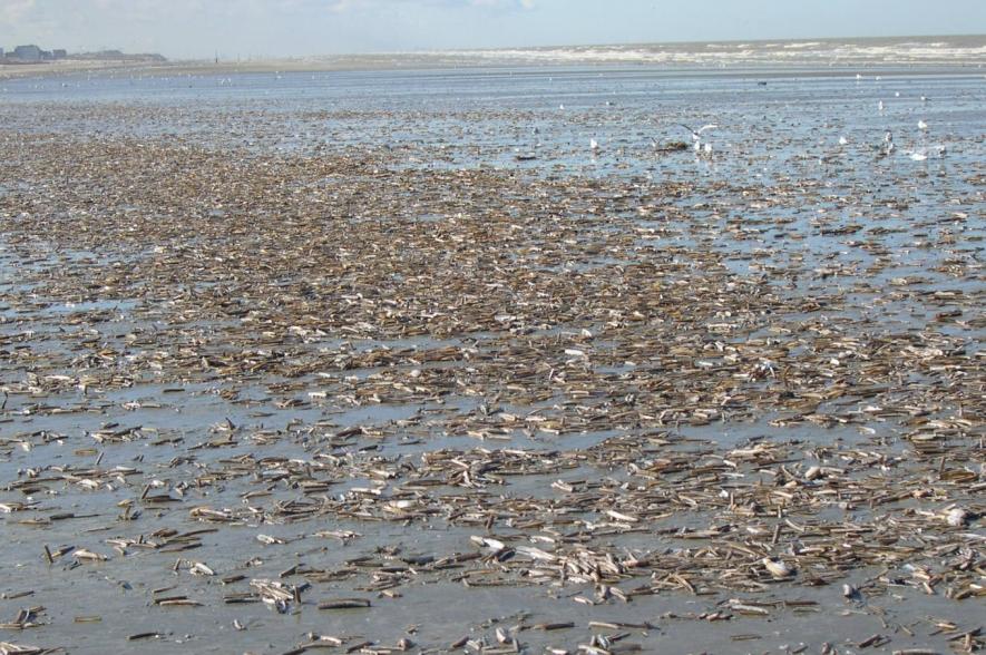 Amerikaanse zwaardscheden Oostende