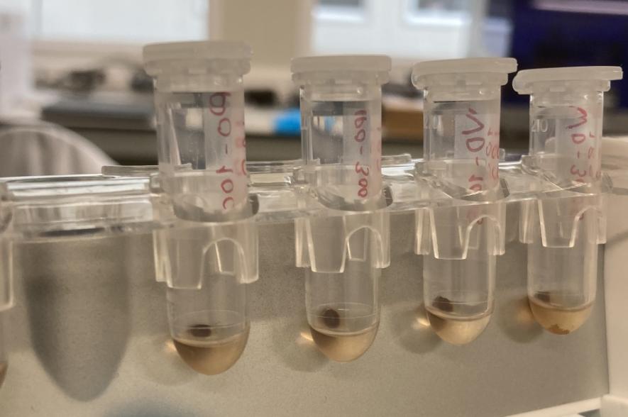 'Magnetic bead'-gebaseerde DNA-opzuivering gebruikt door Anton Bilsen, VLIZ Thesis Award winnaar 2021. 