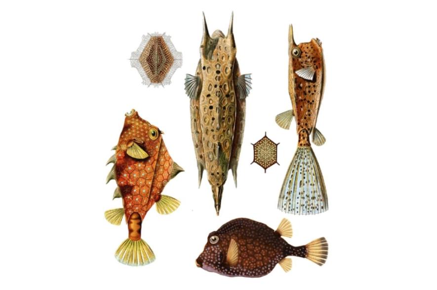 Coverbeeld van de thesis van Merel Van Gorp, winnaar VLIZ Thesis Award Winnaar 2021