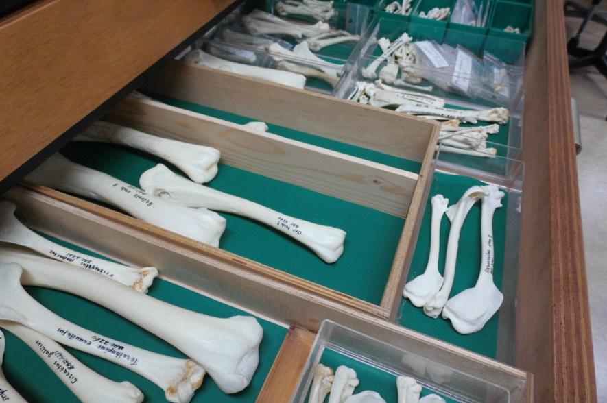 Collectie vogelbeenderen