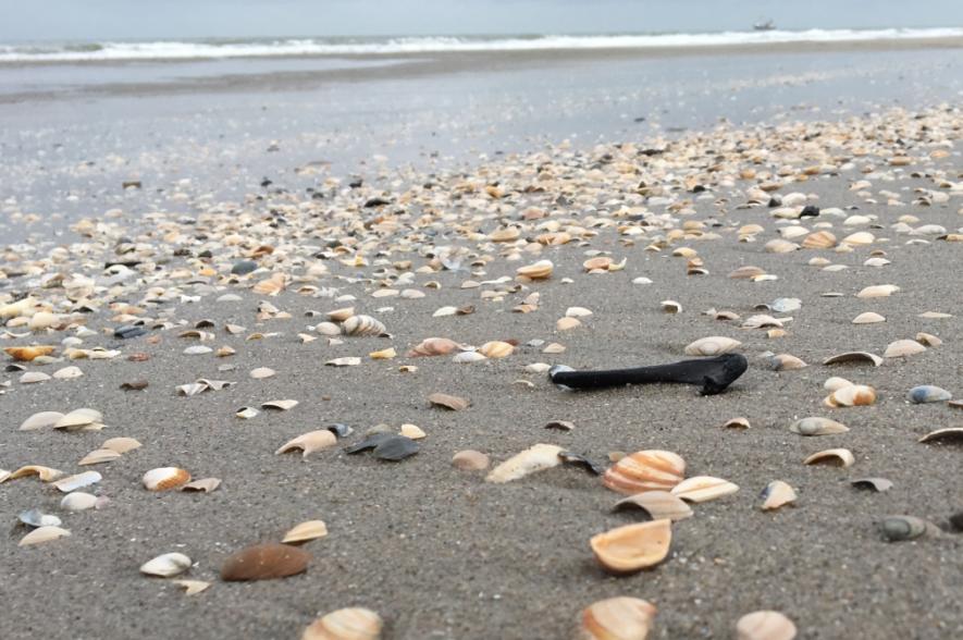 strandvondst reuzenalk opperarmbeen zandmotor Nederland
