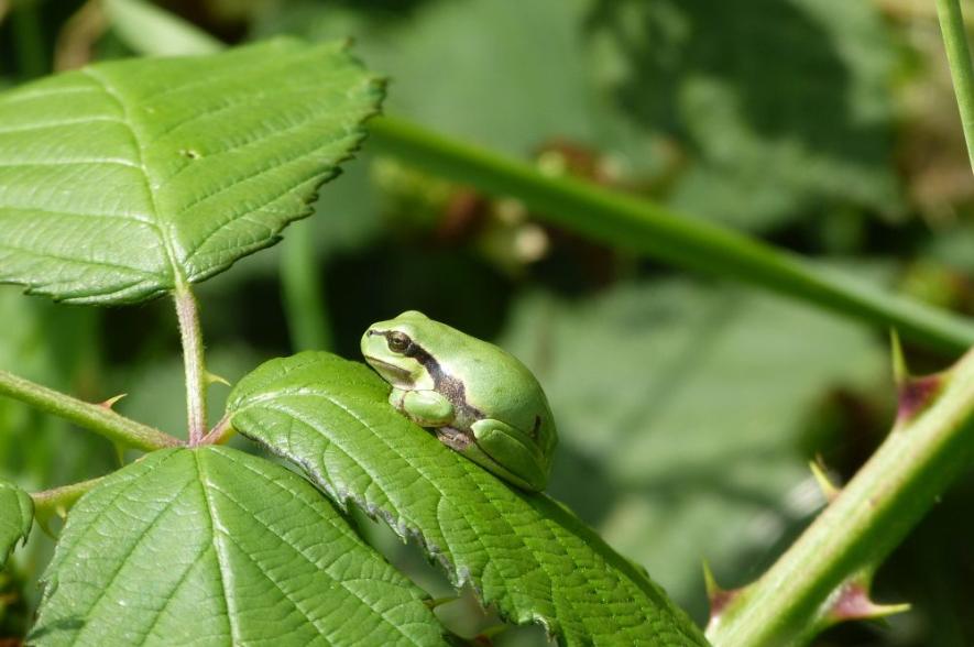 Een jonge boomkikker