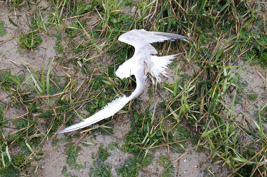 IJzermonding juni 2022