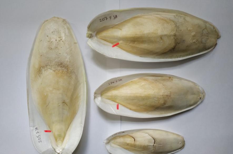 schilden gewone zeekat: 1 (onder) of 2 jaar oud (links en twee bovenste)