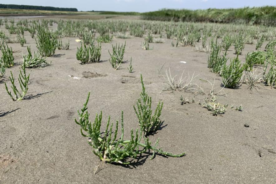 Zeekraal op het schorrengebied van het Verdronken Land van Saeftinghe in Nederlandse Zeeuws-Vlaanderen