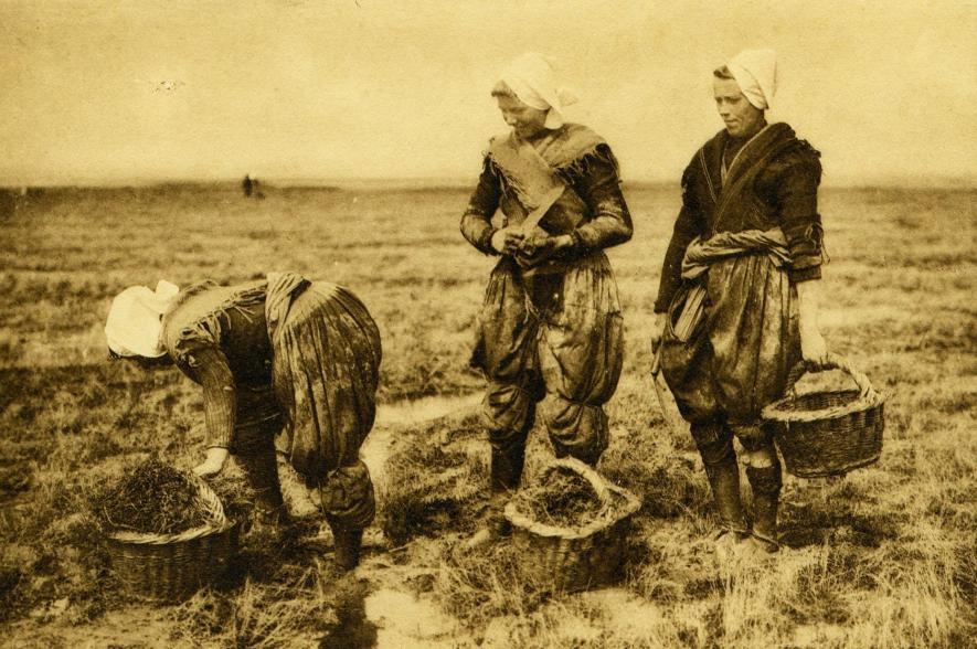 Zeeuwse vrouwen snijden zeekraal op de schorren. De vrouwen maakten van hun schorten een soort broek.