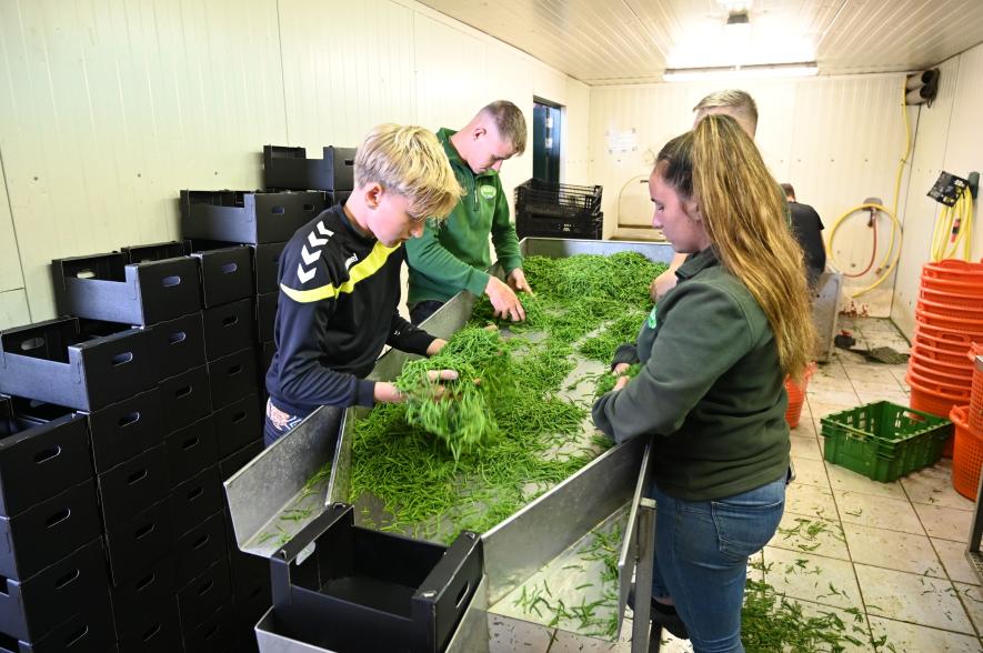 Na het snijden in het veld, sorteren en verpakken seizoenmedewerkers de zeekraal voor verkoop.