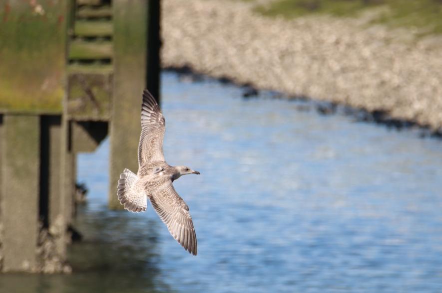 Jonge meeuw vrijgelaten met zender op de rug